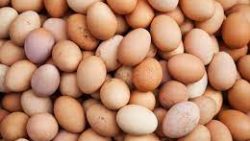 تفسير حلم بيض الثعبان في المنام