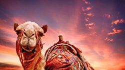 تفسير حلم الخوف من الجمل في المنام