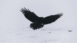 تفسير حلم الغراب الأسود يهاجمني في المنام