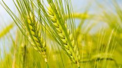 تفسير رؤية شراء التبن في المنام