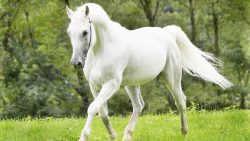 تفسير حلم تعليم ركوب الخيل في المنام
