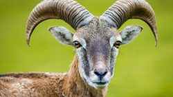 تفسير حلم ذبح قربان في المنام