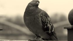 تفسير حلم موت حمامة سوداء في المنام