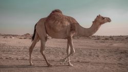 تفسير حلم موت الجمل في المنام