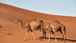 تفسير حلم إطعام الجمل في المنام