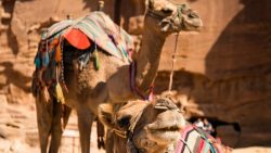 تفسير حلم رؤية جمل في البيت في المنام