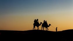 تفسير حلم الجمل يعضني في المنام