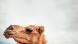 تفسير حلم ذبح الجمل بدون دم في المنام