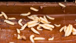 تفسير حلم وجود دود ابيض في البيت في المنام