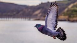تفسير حلم شخص يعطيني حمامة في المنام