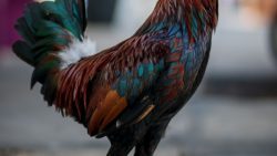 تفسير حلم رؤية الديك الأسود في المنام