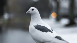 تفسير حلم رؤية الحمام المحشي في المنام