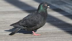 تفسير حلم مسك حمامة سوداء في المنام