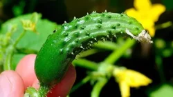 تفسير حلم الامساك بذور الخيار في المنام