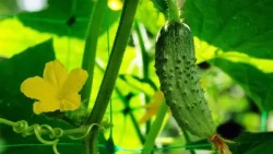 تفسير حلم سرقة الخيار الأخضر في المنام