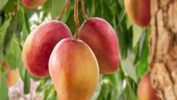 تفسير حلم رؤية المانجو الحمراء في المنام