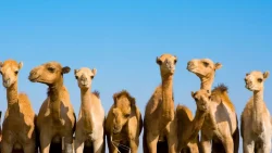 تفسير حلم ركوب الناقة البيضاء في المنام